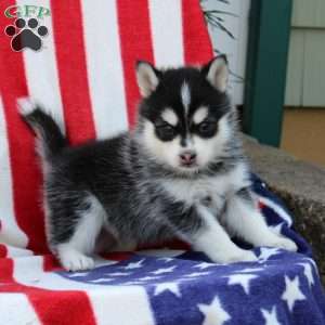 Griffin, Pomsky Puppy